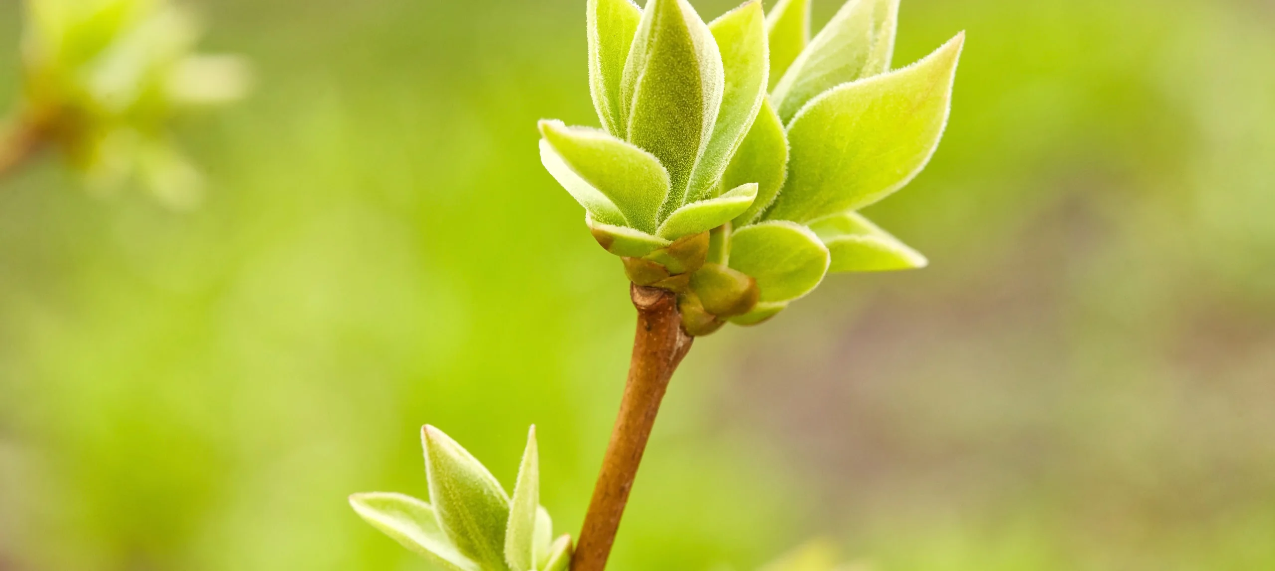 Elevating Chicagoland Landscapes Since 1917